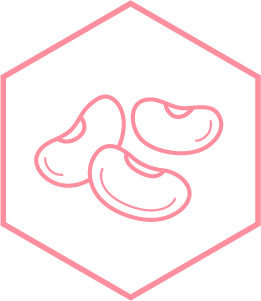 Navy Bean Illustration